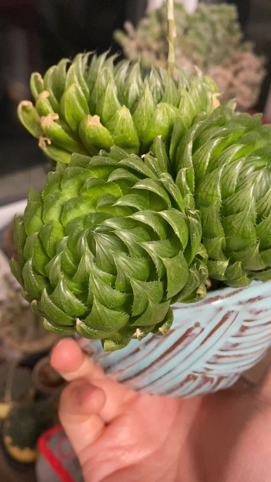 最好养的玉露樱水晶,也要开花了