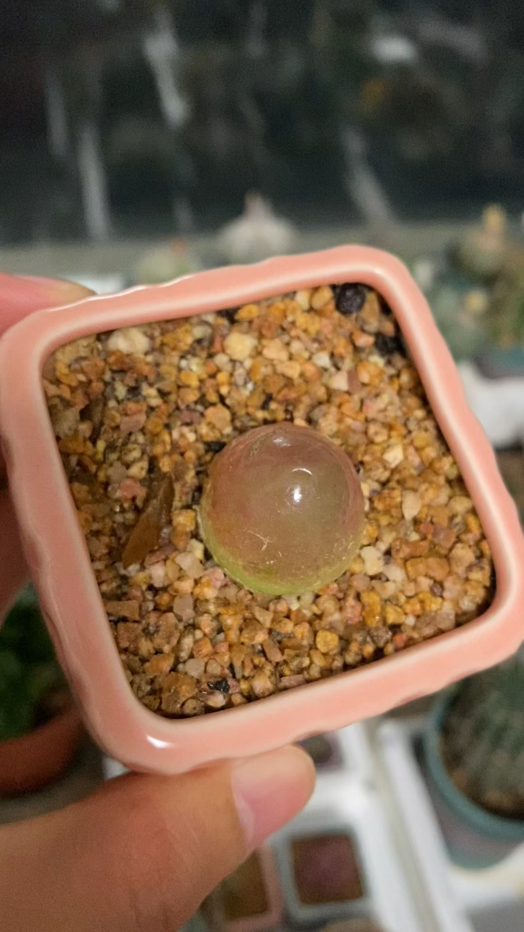 怎么这么好看,夏季的灯泡多肉