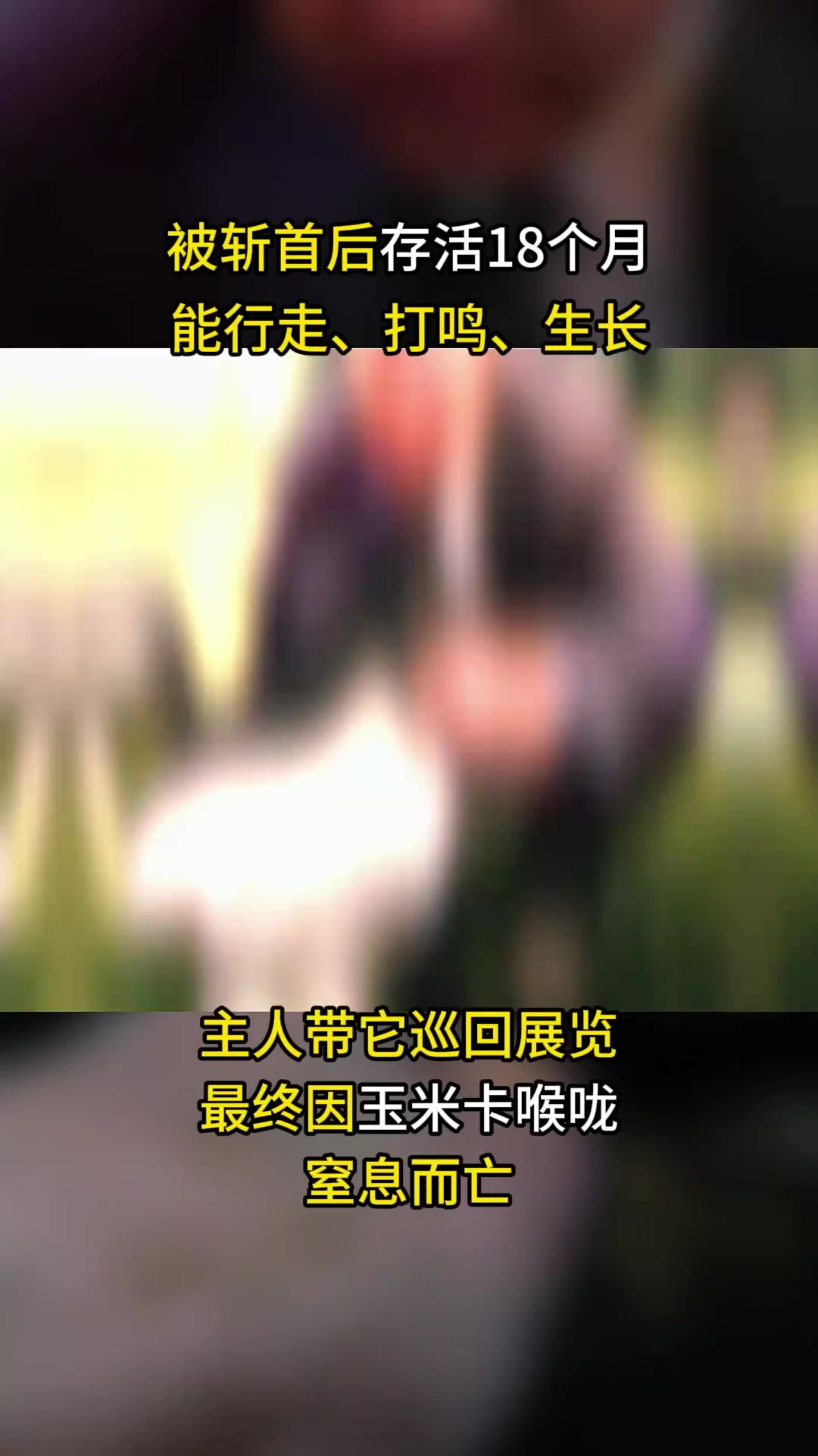 1945年美国无头鸡麦克,断头后活蹦乱跳18个月,甚至开启巡
