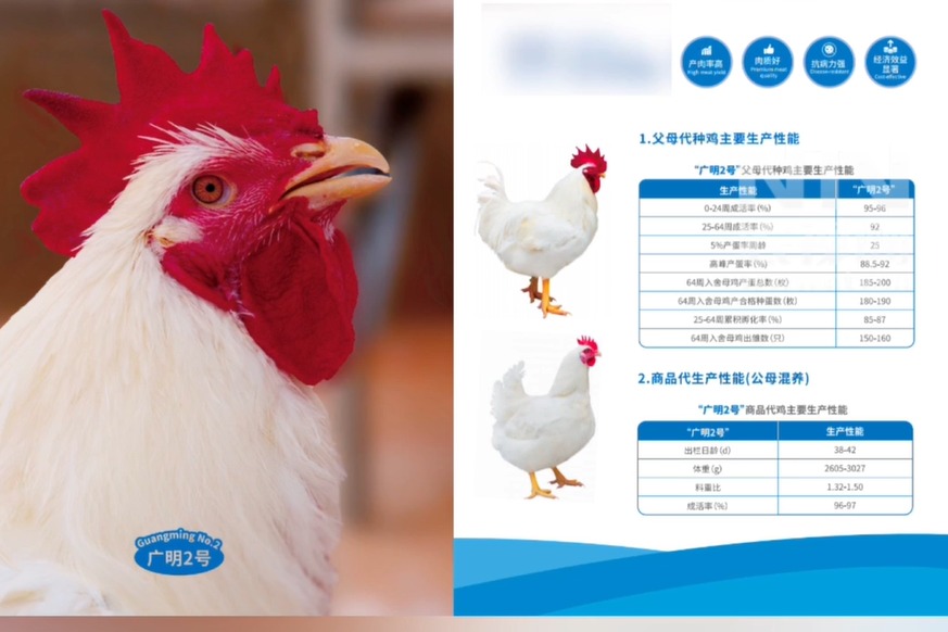 我在农交会，我要为这只鸡正名！2025农交会 白羽肉鸡