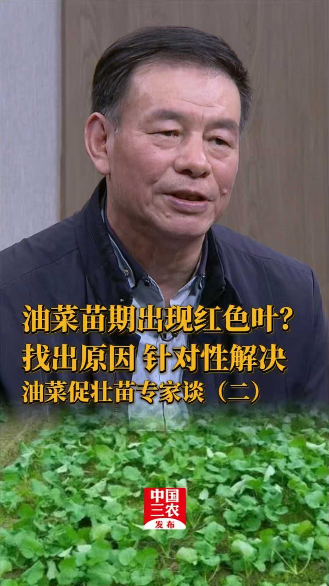 油菜苗期出现红色叶？找出原因 针对性解决