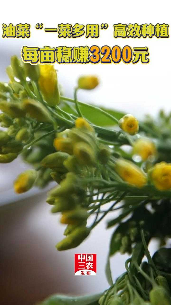 油菜“一菜多用”高效种植 每亩稳赚3200元