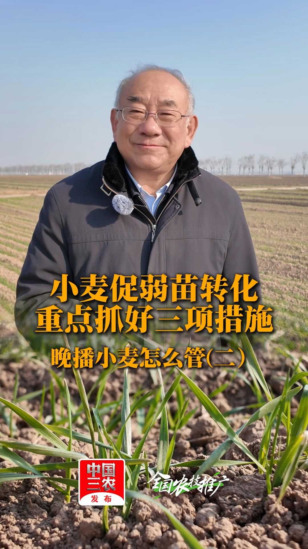 小麦促弱苗转化，重点抓好三项措施丨晚播小麦怎么管（二）