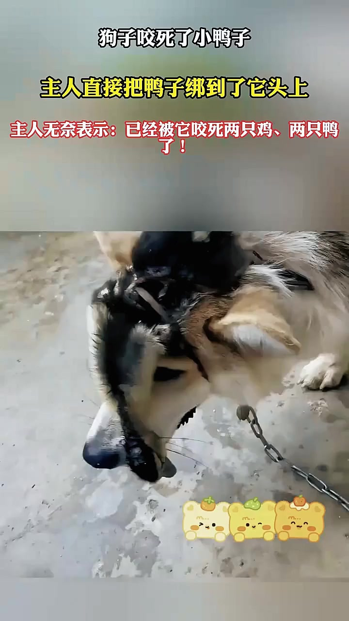 狗子咬死小鸭子,主人直接把鸭子绑在它头上,主人:已经死了两只
