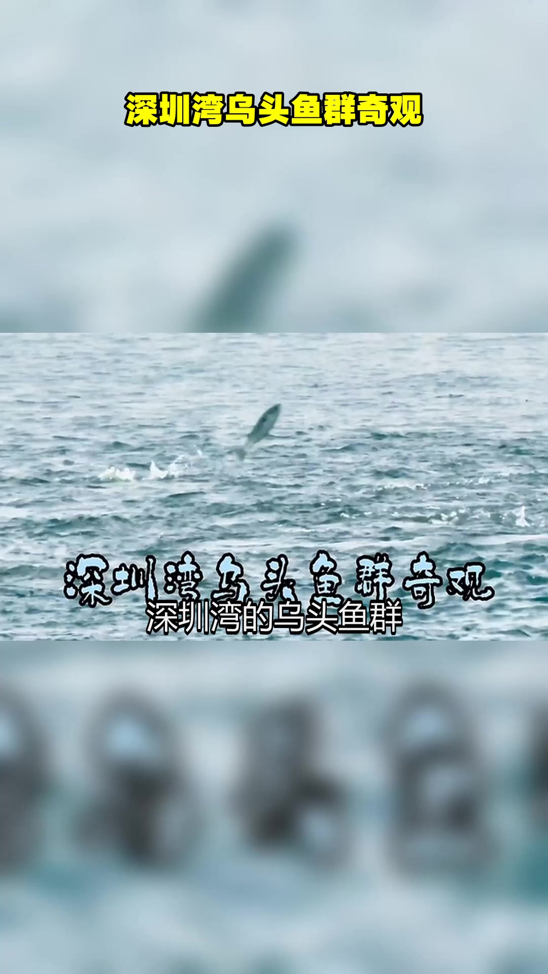 深圳湾乌头鱼群奇观