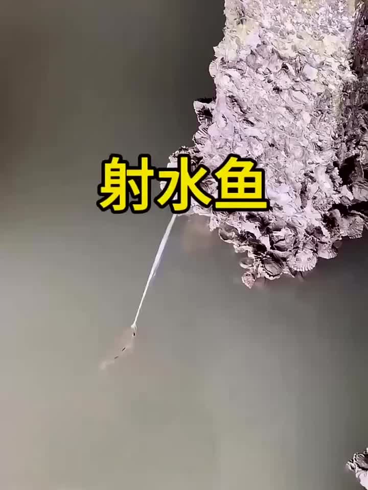 射水鱼,会喷水的鱼