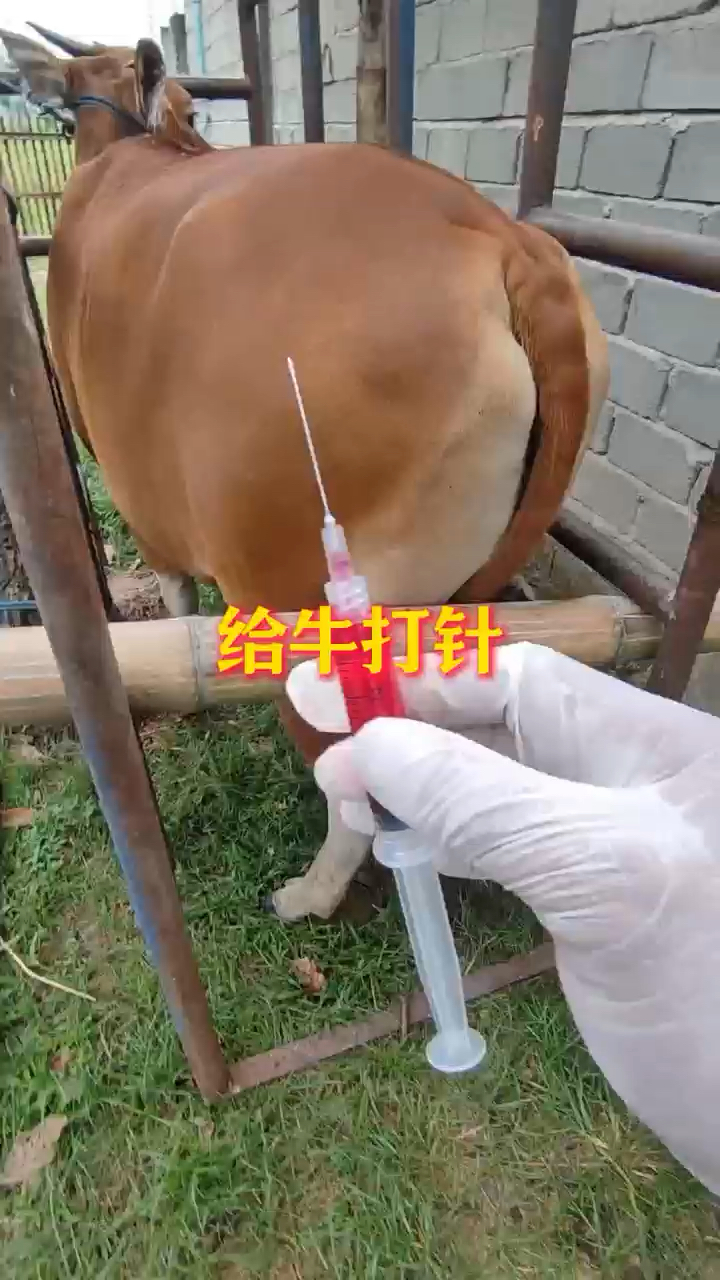 原来牛是这样打针的