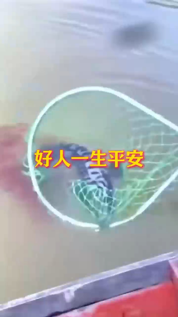 小鱼找妈妈,好人一生平安