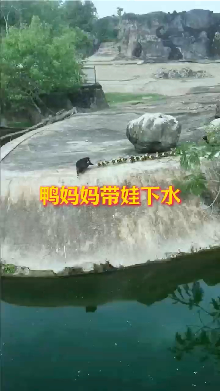 鸭妈妈带娃下水,太可爱了
