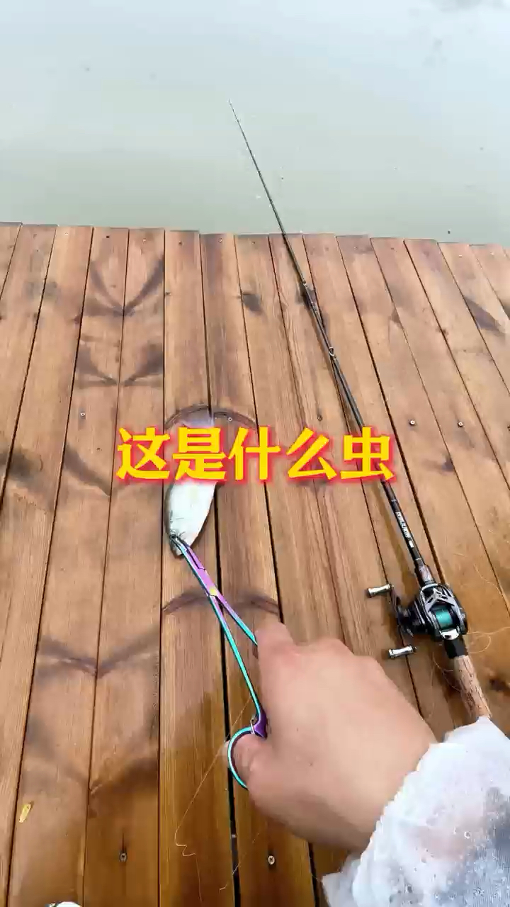 鱼身体里有条虫?