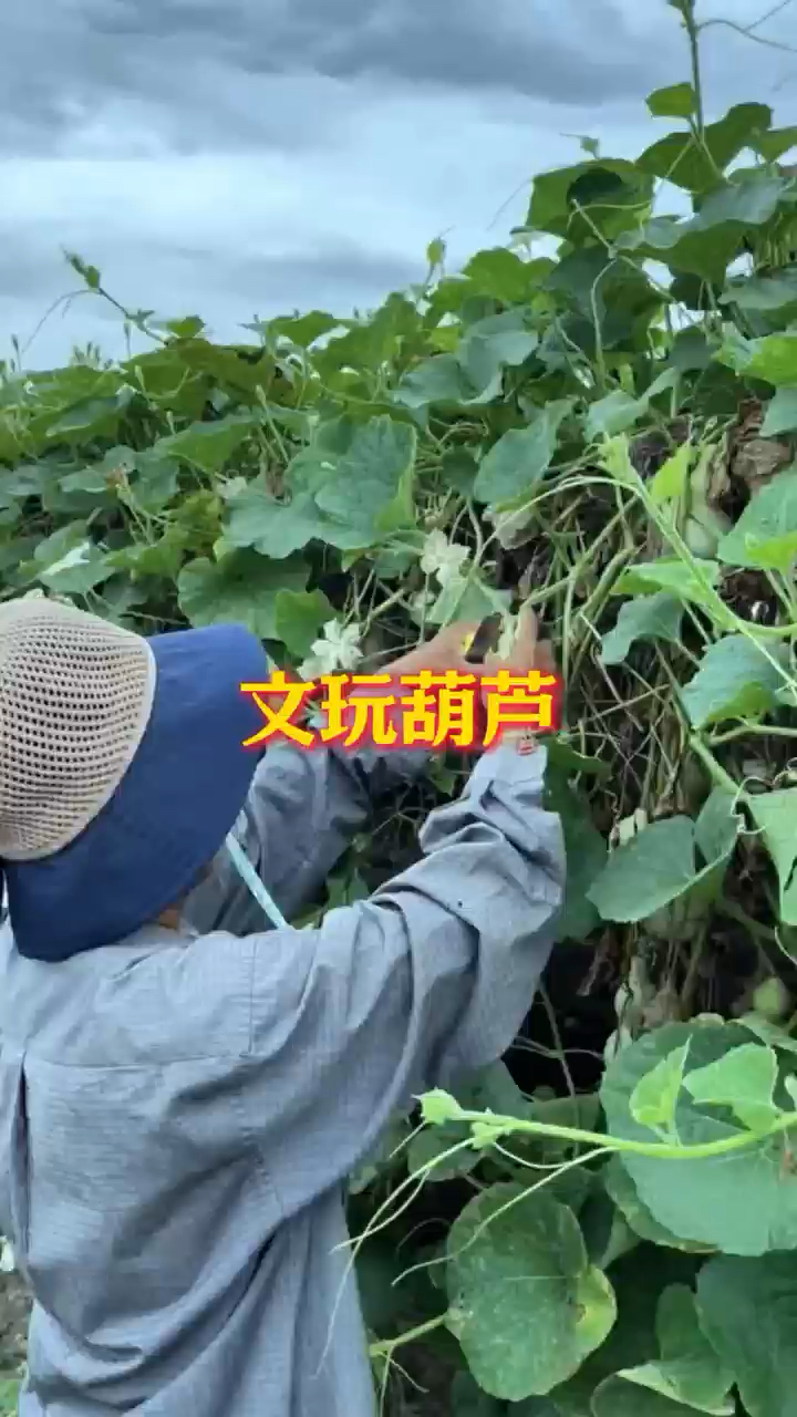 文玩葫芦居然是这样做出来的