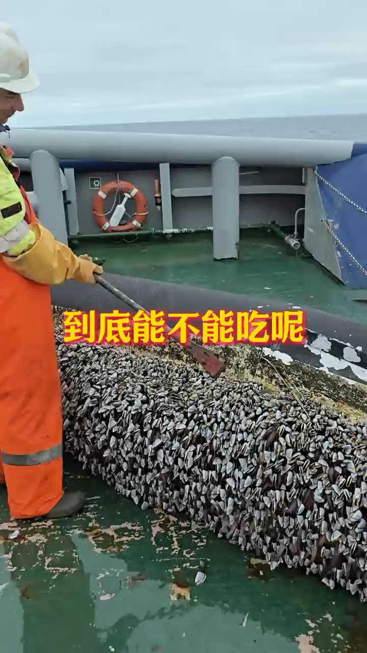 这个藤壶到底能不能吃呢?
