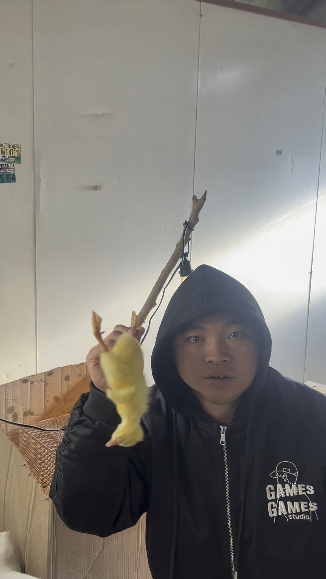 520元买6只白色出壳狮头鹅苗,养殖第2天嘎了1只,天冷保温不到位,总结并改进