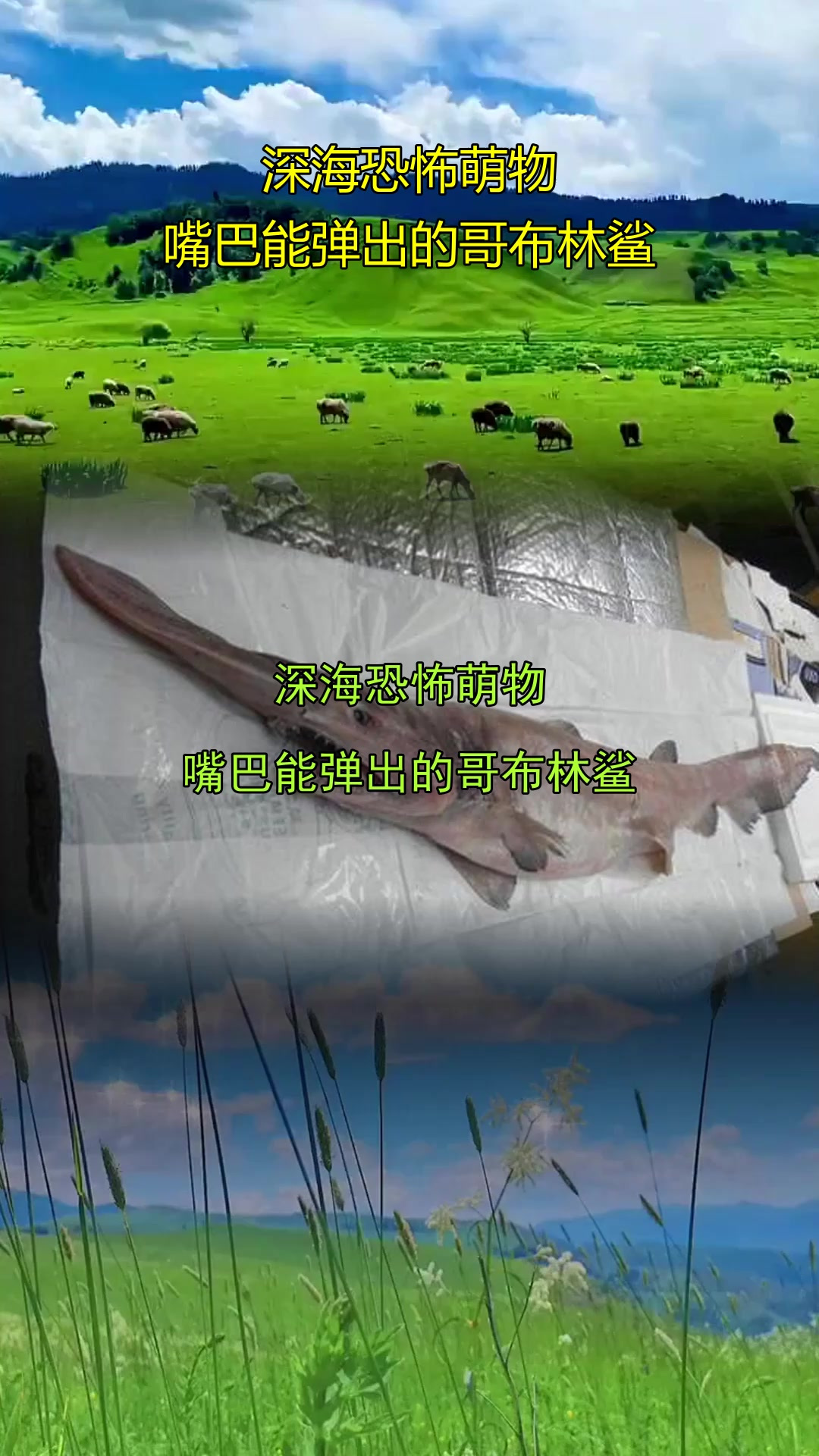 深海恐怖萌物,嘴巴能弹出的哥布林鲨