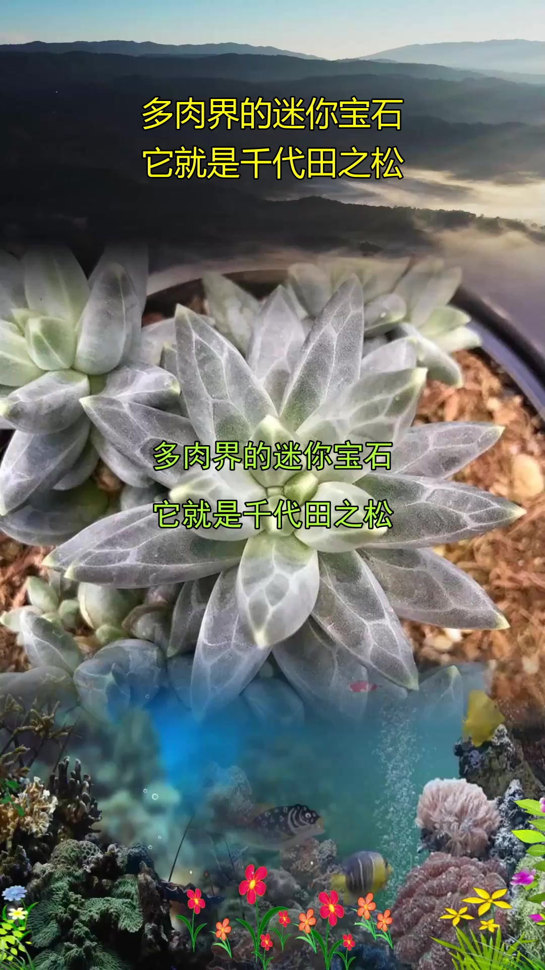 多肉界的迷你宝石，它就是千代田之松