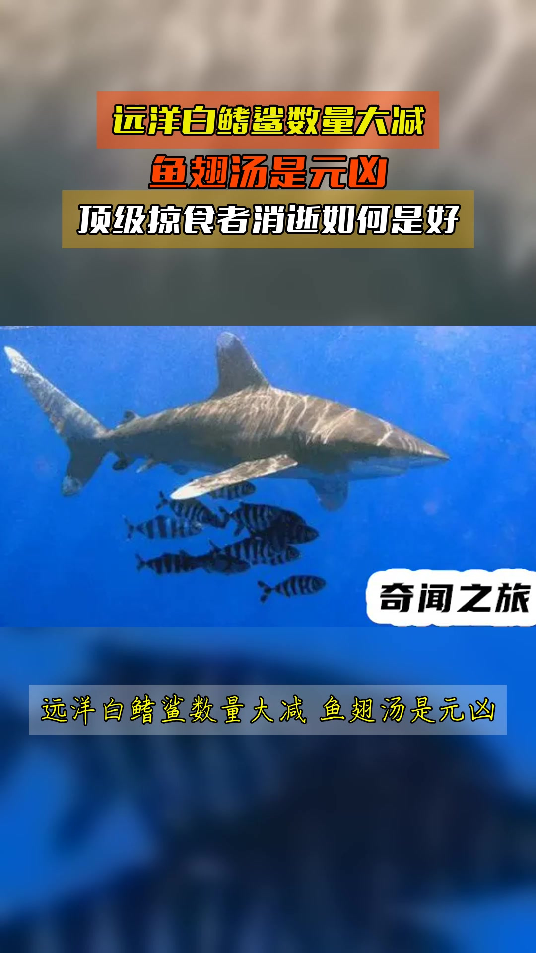 远洋白鳍鲨数量大减，鱼翅汤是元凶，顶级掠食者消逝如何是好