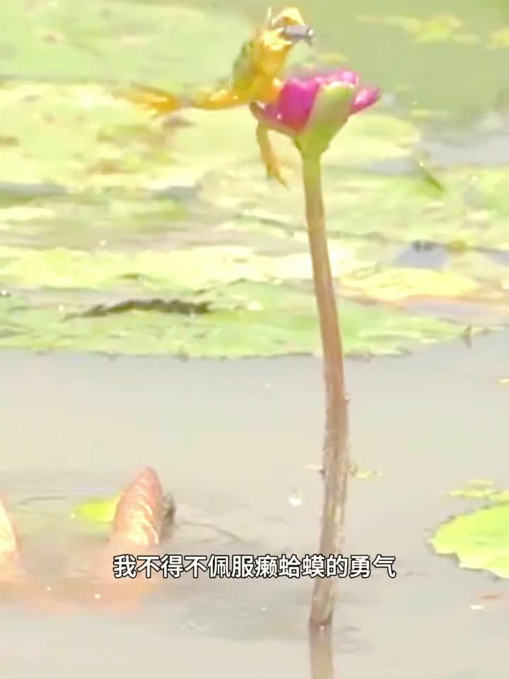 癞蛤蟆吃天鹅肉,真吃到了