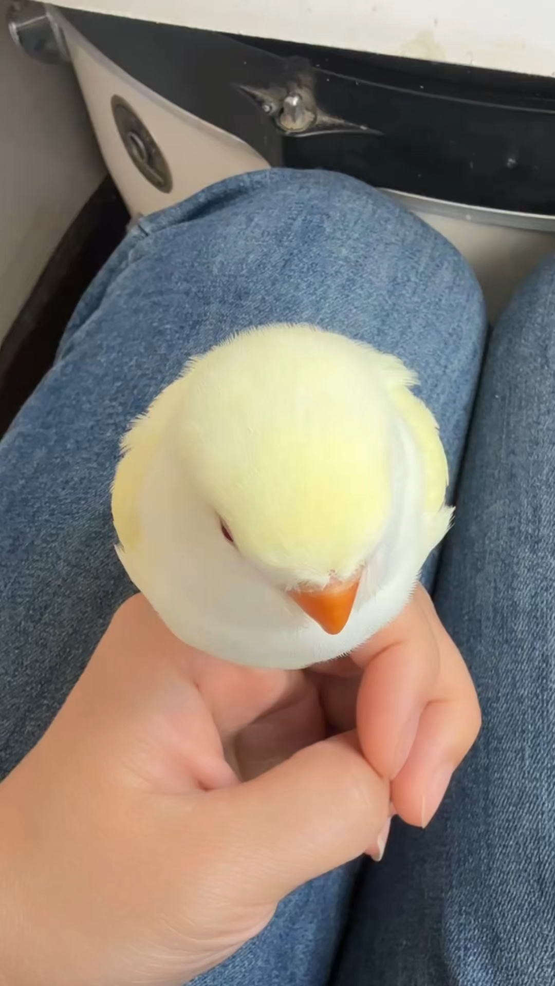 香草味哒小叽冰激凌球