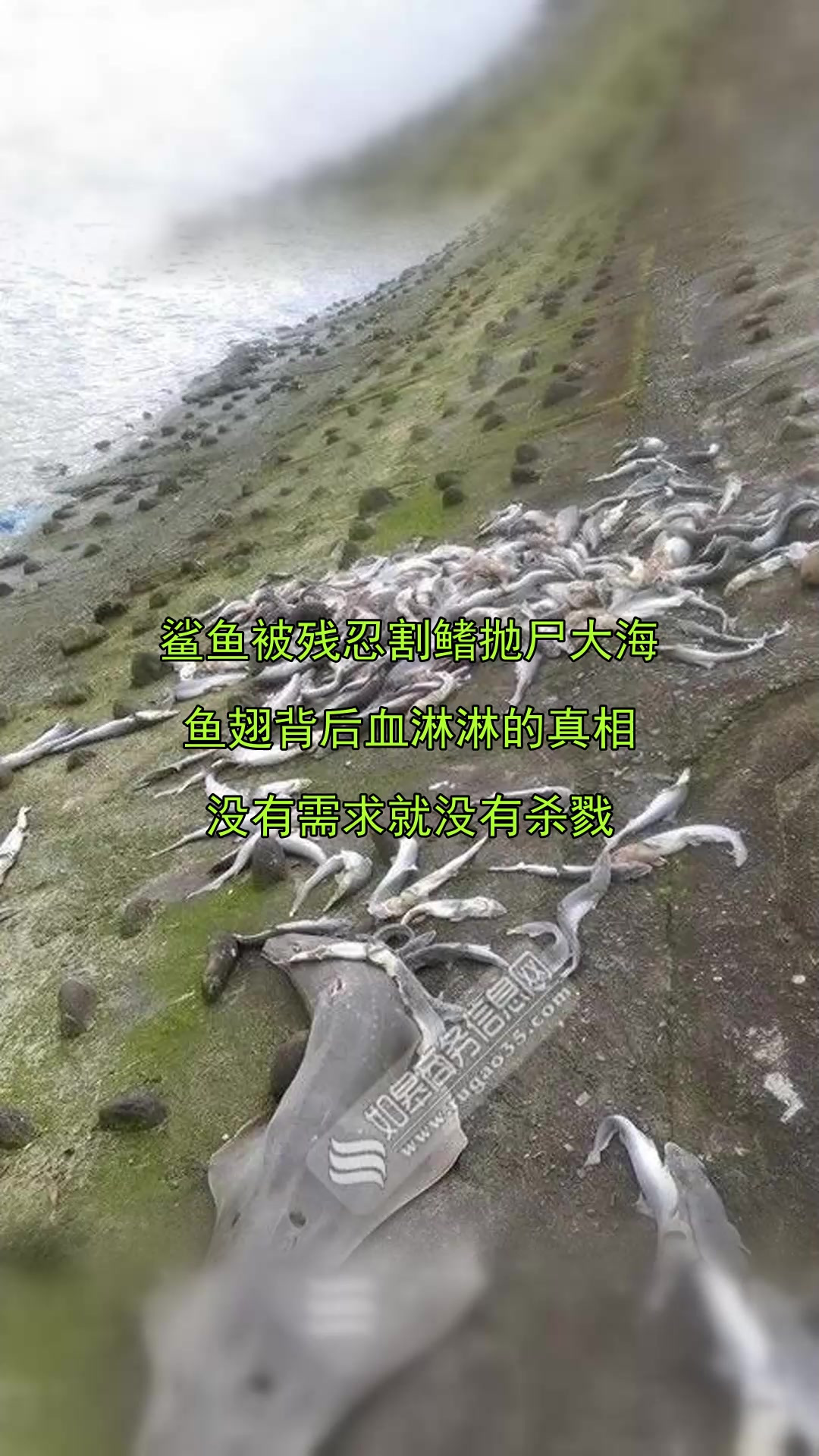 鲨鱼被残忍割鳍抛尸大海，鱼翅背后血淋淋的真相，没有需求就没有