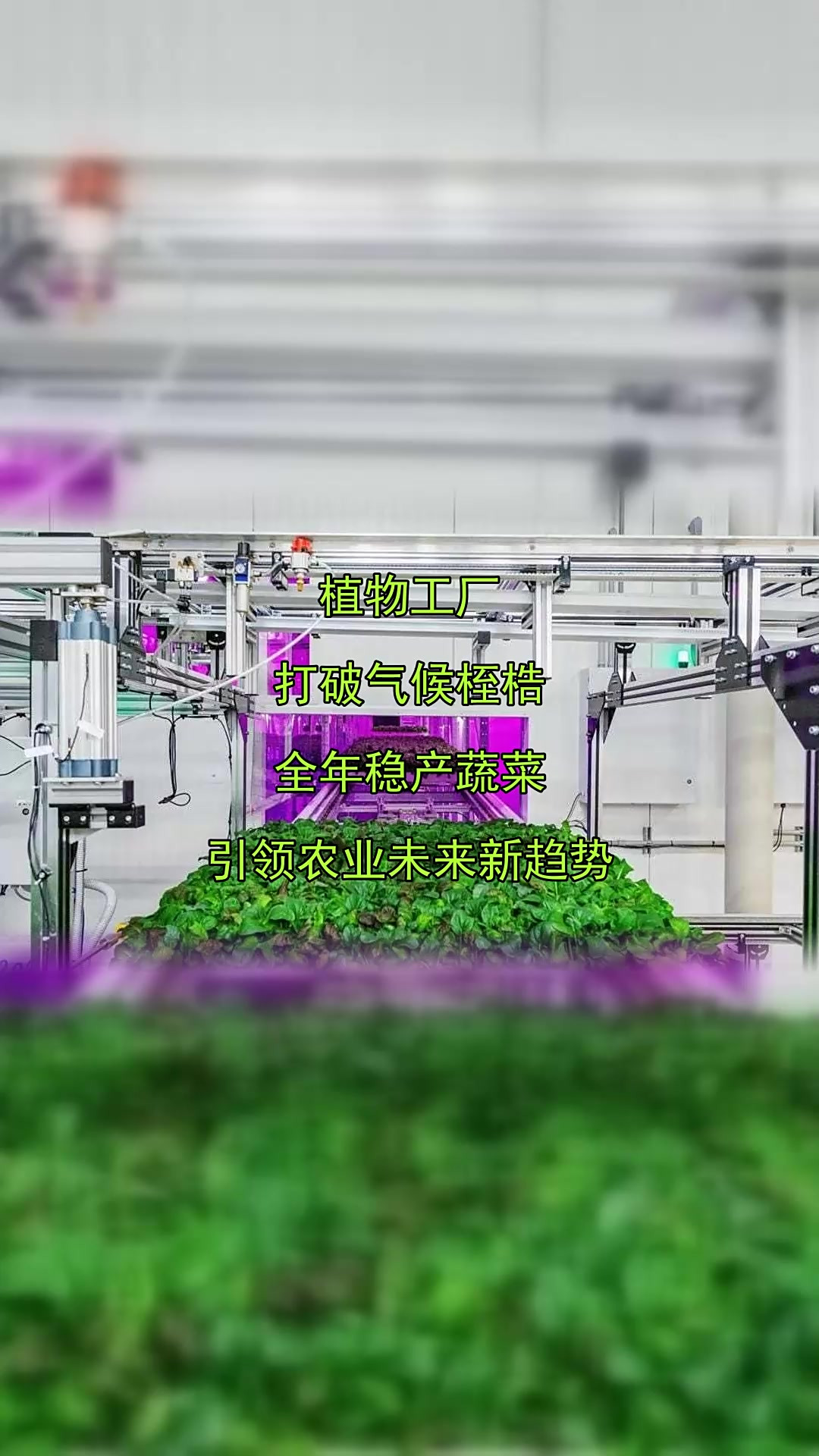 植物工厂，打破气候桎梏，全年稳产蔬菜，引领农业未来新趋势