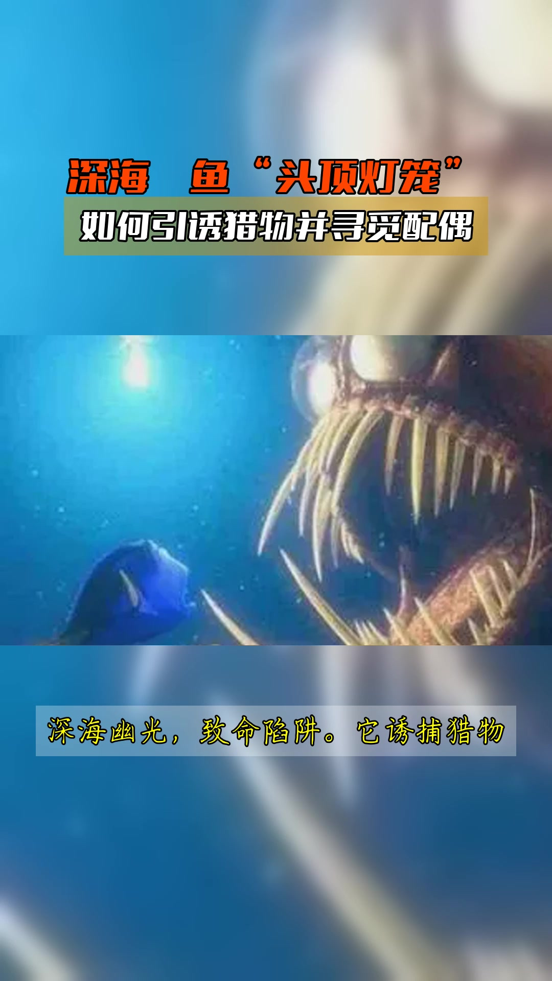深海鮟鱇鱼“头顶灯笼”,如何引诱猎物并寻觅配偶
