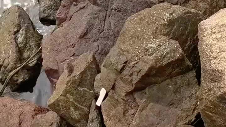 小伙用死鱼作为饵料,成功钓到十斤大鱼。搞笑