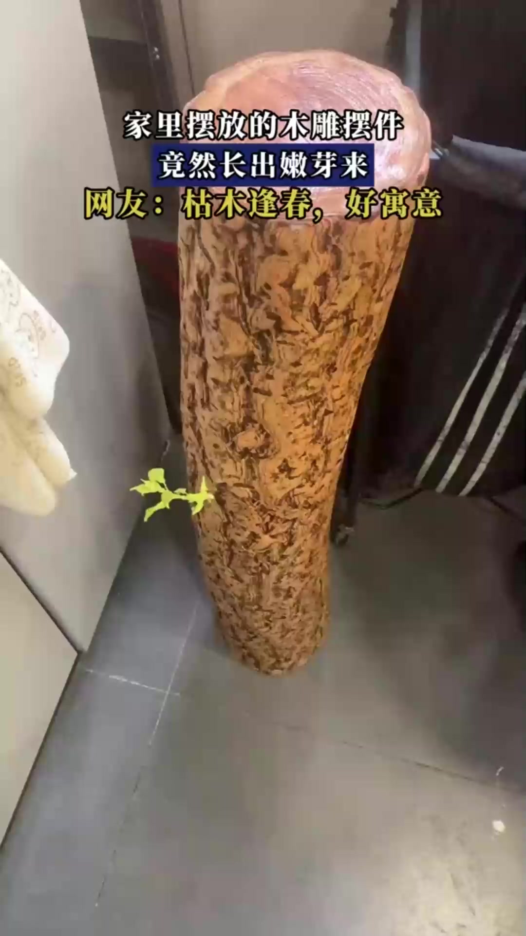 家里摆放的木雕摆件,竟然长出嫩芽来