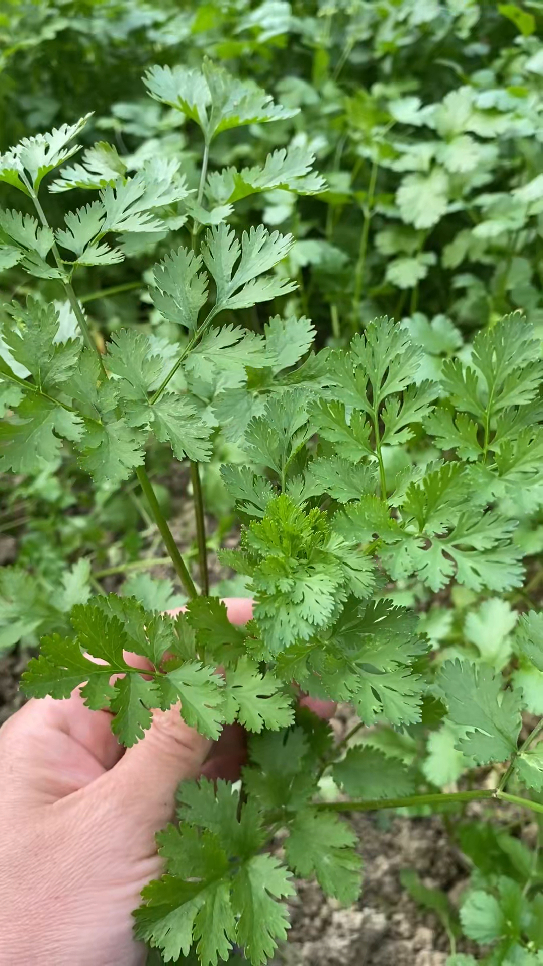香菜又叫芫荽，你了解它的价值吗