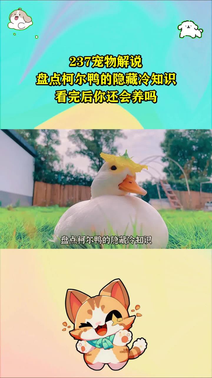 237宠物解说：盘点柯尔鸭的隐藏冷知识，看完后你还会养吗？