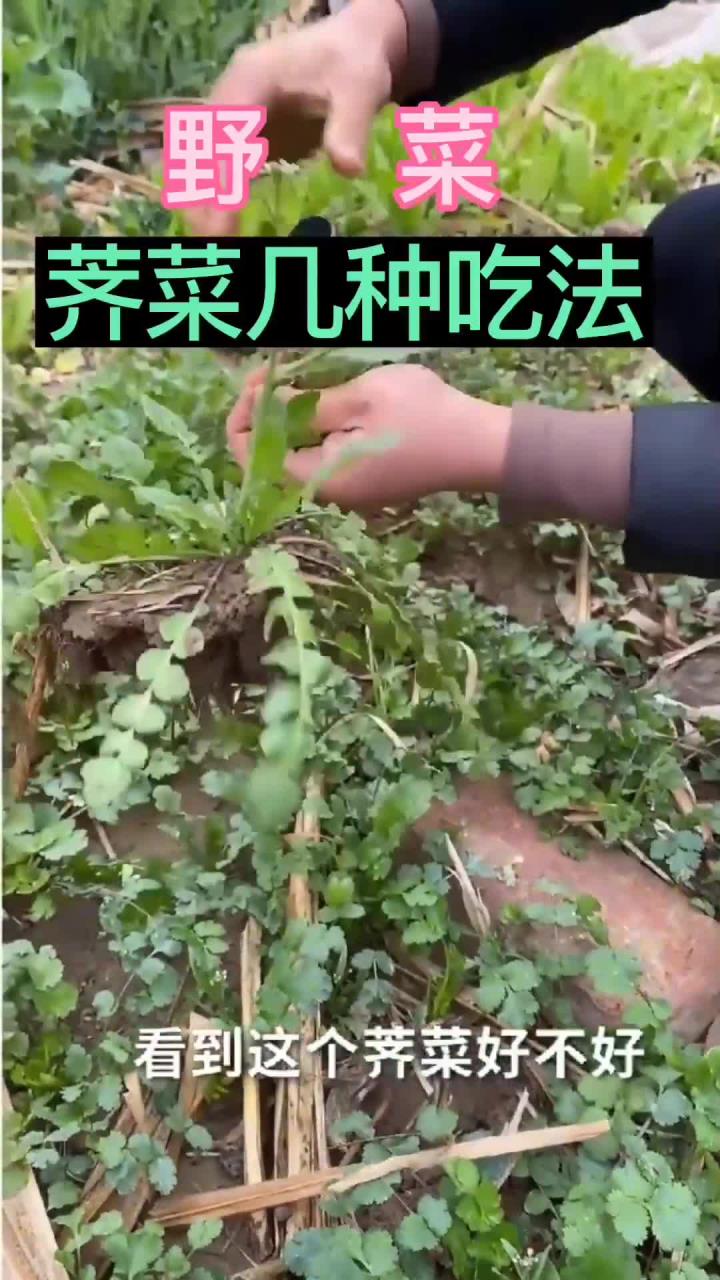 野菜荠菜的几种吃法