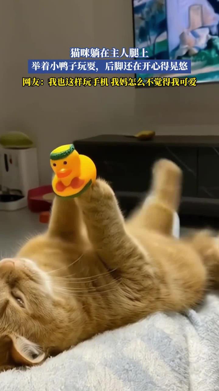 猫咪躺在主人腿上,举着小鸭子玩耍,后脚还在开心得晃悠