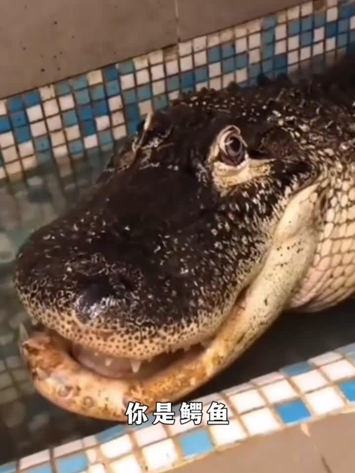鳄鱼水中霸主,但是这只鳄鱼却非常可爱!
