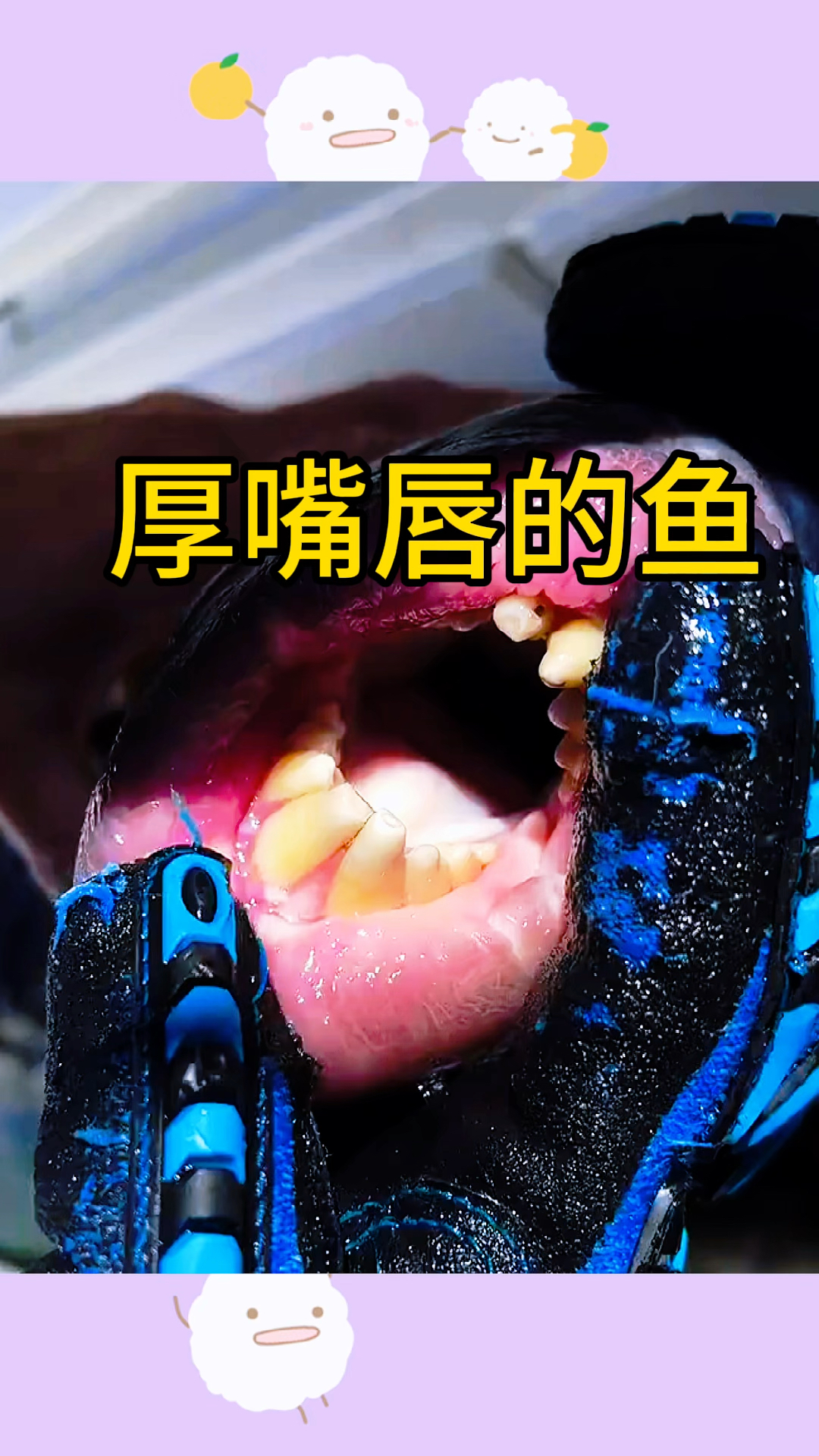 厚嘴唇的鱼,太性感了
