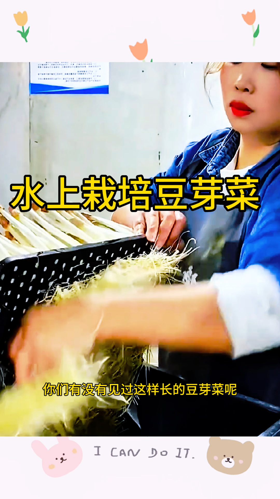 水上栽培的豆芽菜，长的太新鲜了