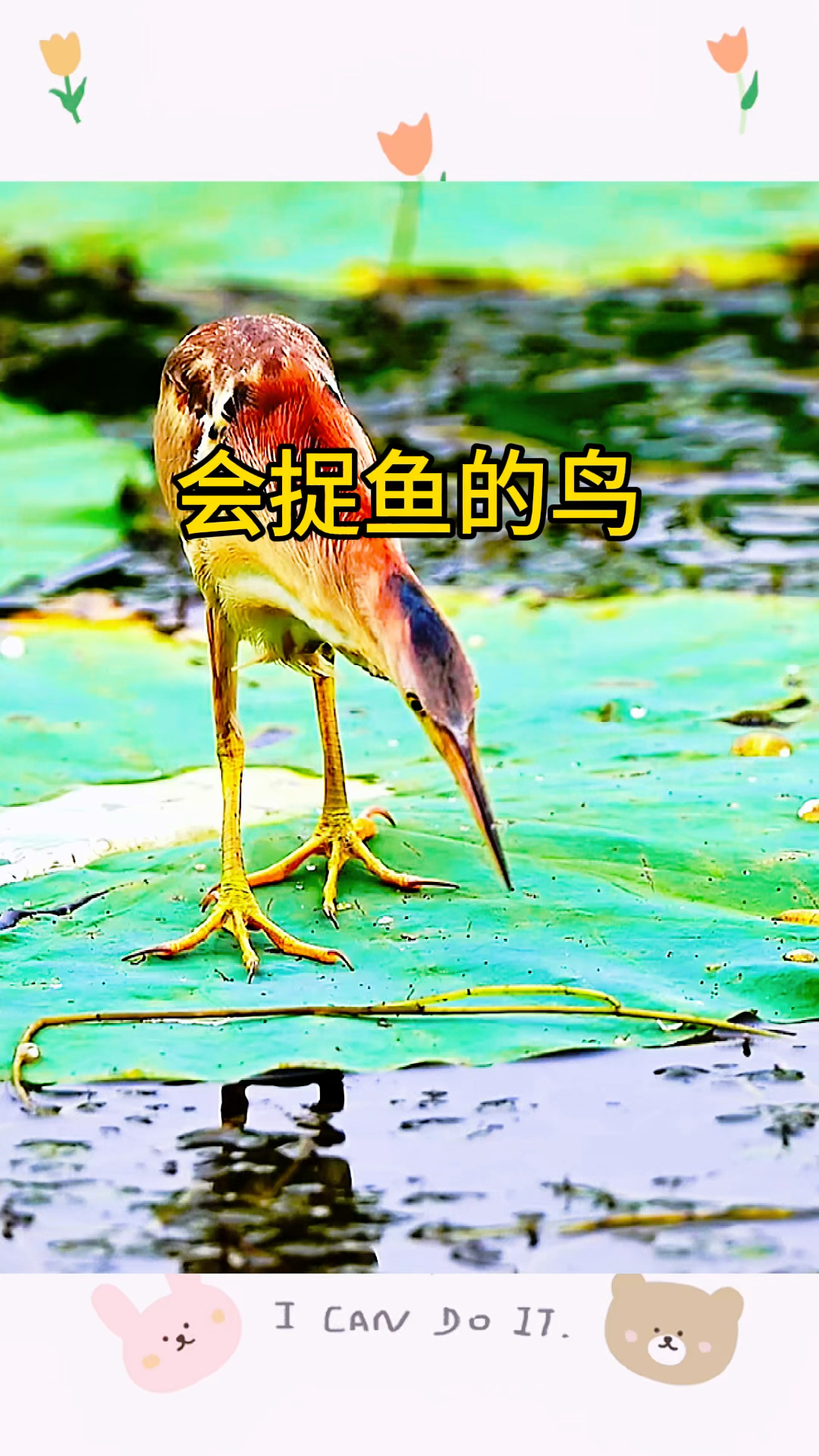会捉鱼的鸟，有着闪电般的速度