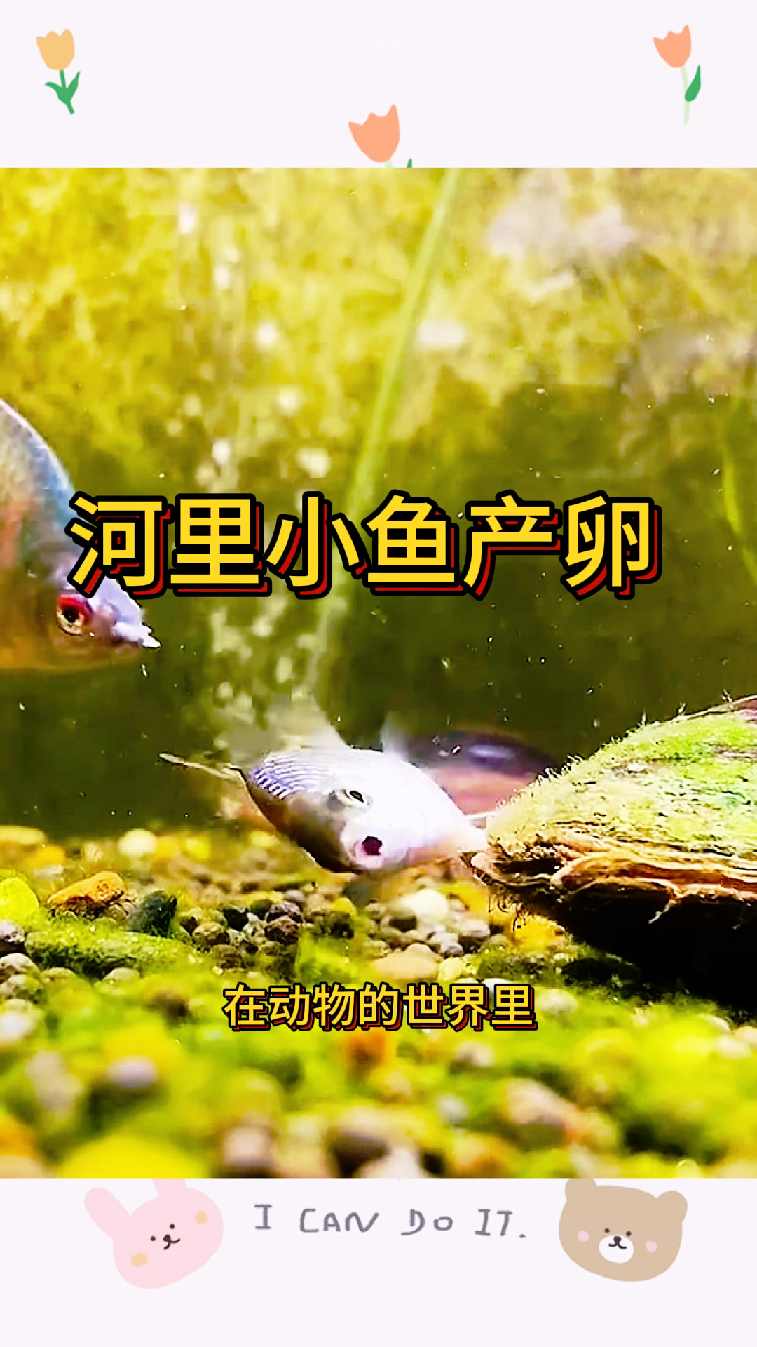 河里小鱼产卵,居然产在了贝壳里