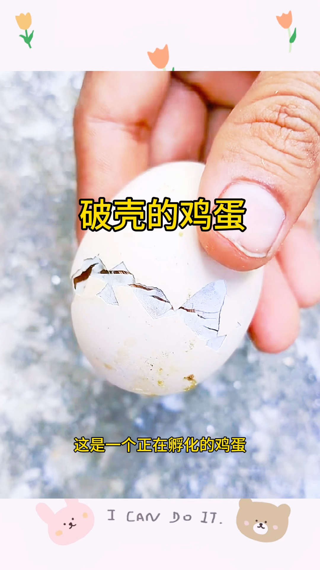 破壳的鸡蛋,一只小鸡诞生了