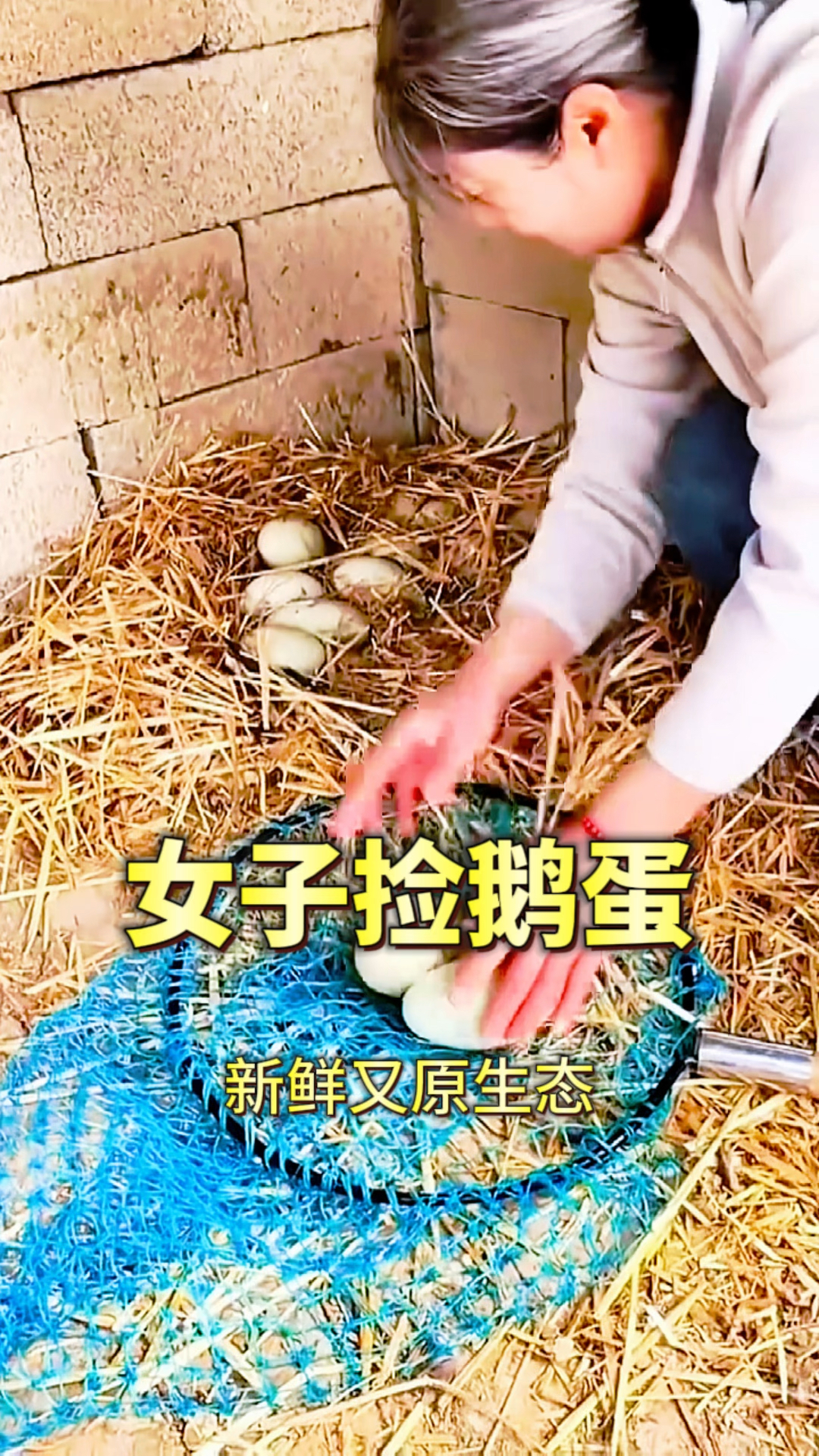 女子捡鹅蛋，收获满满