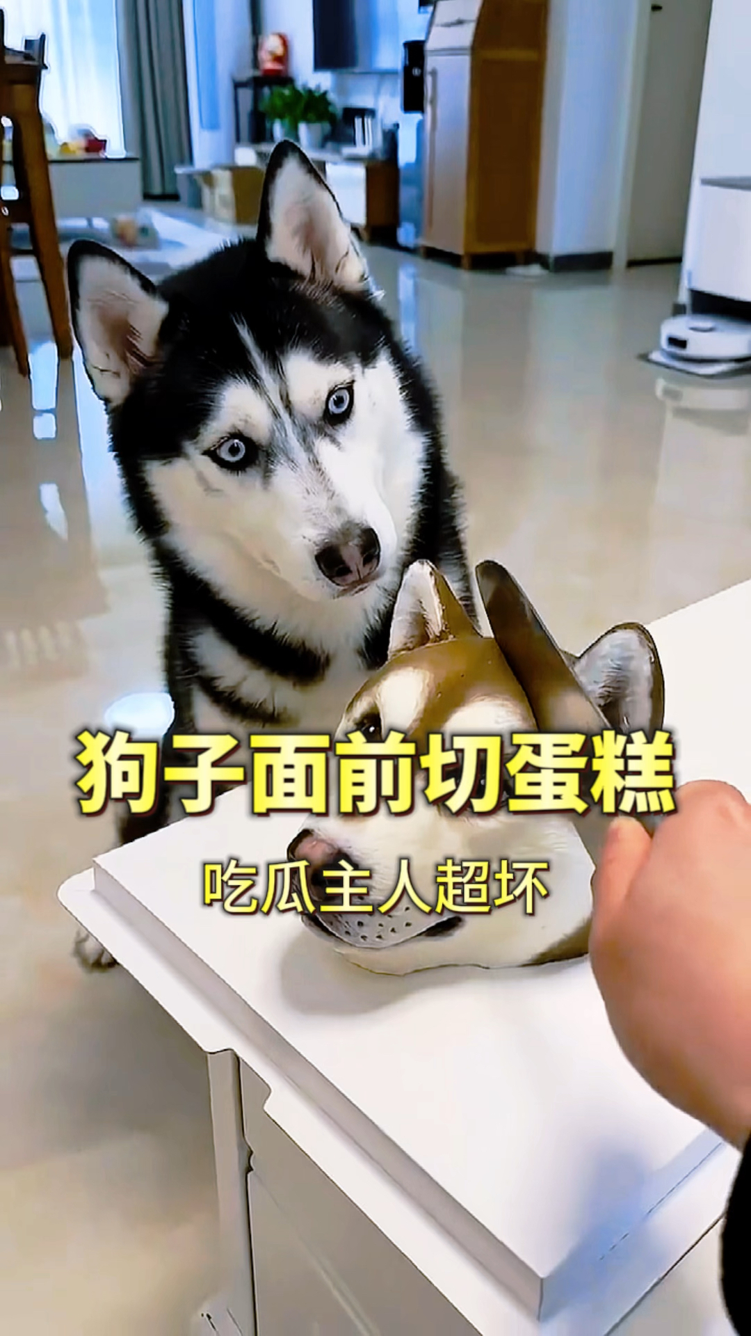 狗子面前切蛋糕,居然把狗子吓坏了
