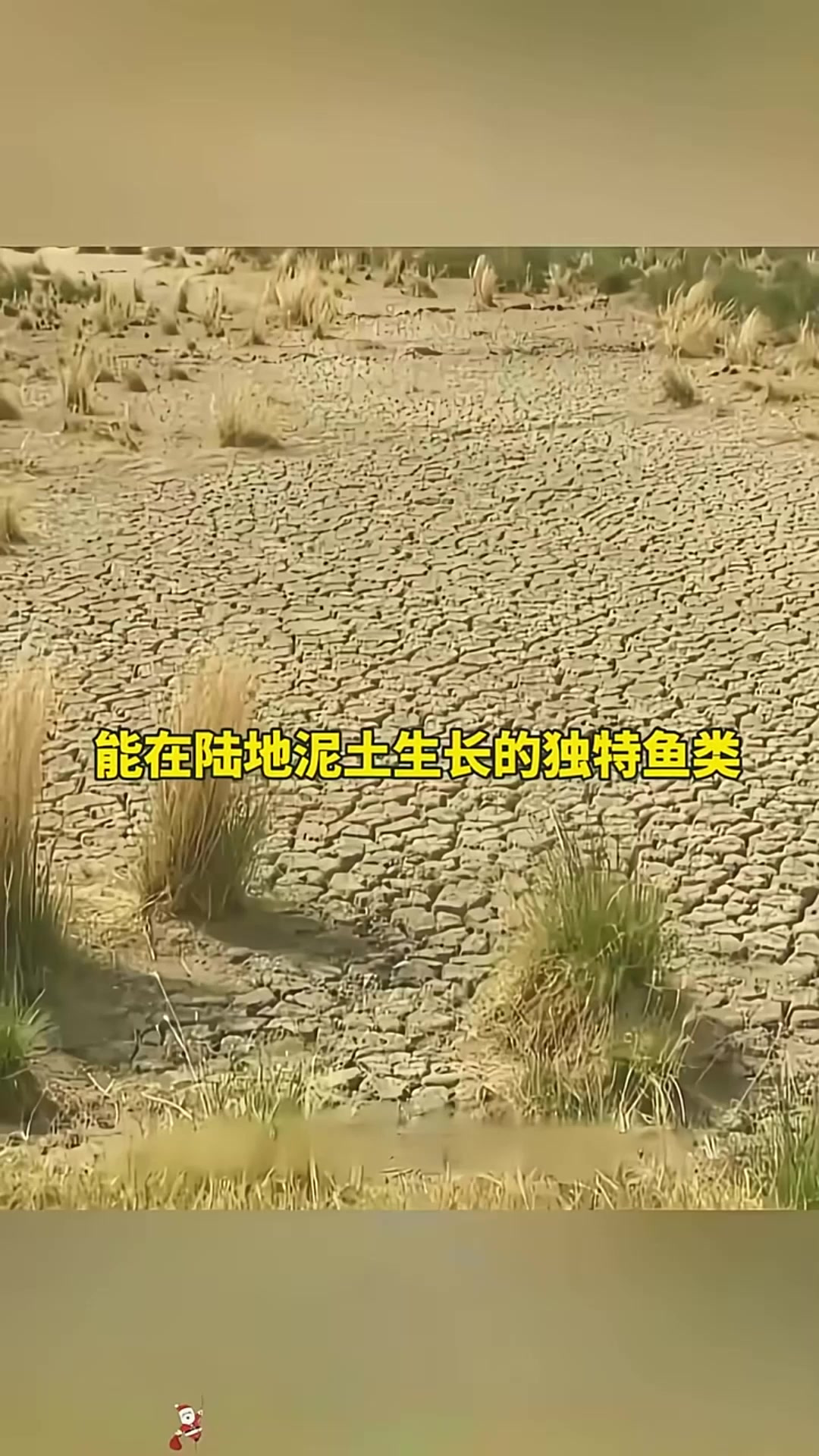 574. 能在陆地泥土生长的独特鱼类 能在陆地泥土生长