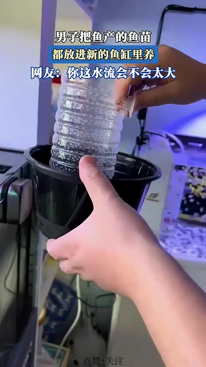 男子把鱼产的鱼苗,都放进新的鱼缸里养
