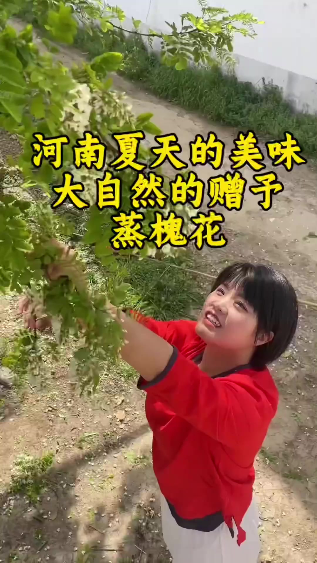 河南人真的很幸福 有些属于自己季节的美食 蒸槐花你吃了没
