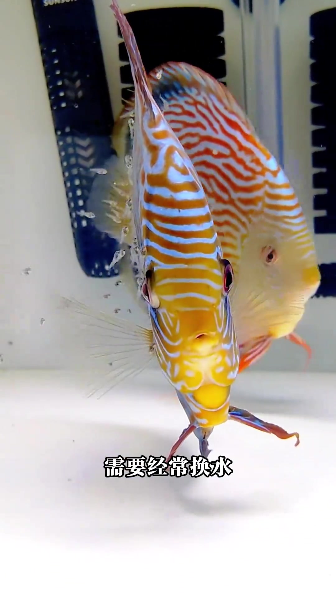 哪种鱼最好养？