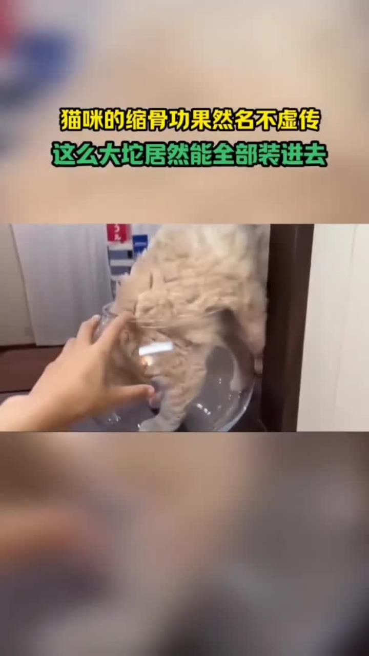 果然猫咪身体像水做的一样,这也太柔软了吧!