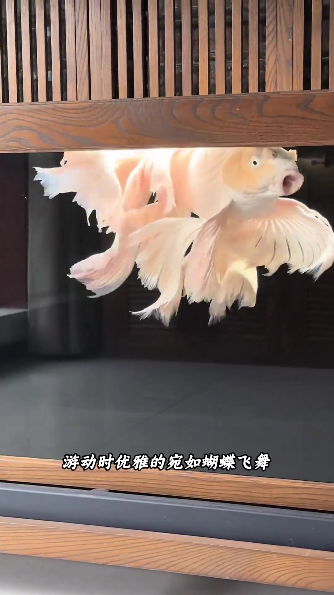 分享11种不同品种的观赏鱼，看看你见过几种？