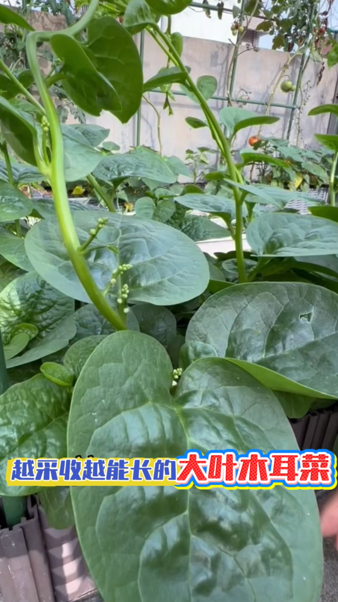 木耳菜,越采收越能长!