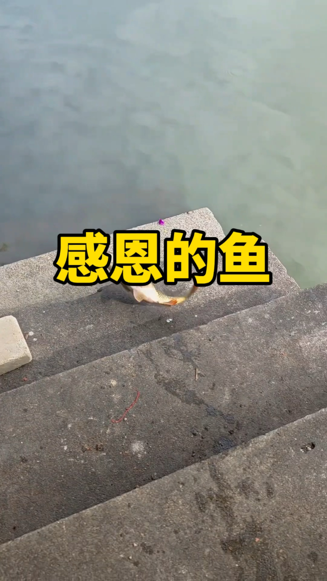 一条懂得感恩的鲤鱼。