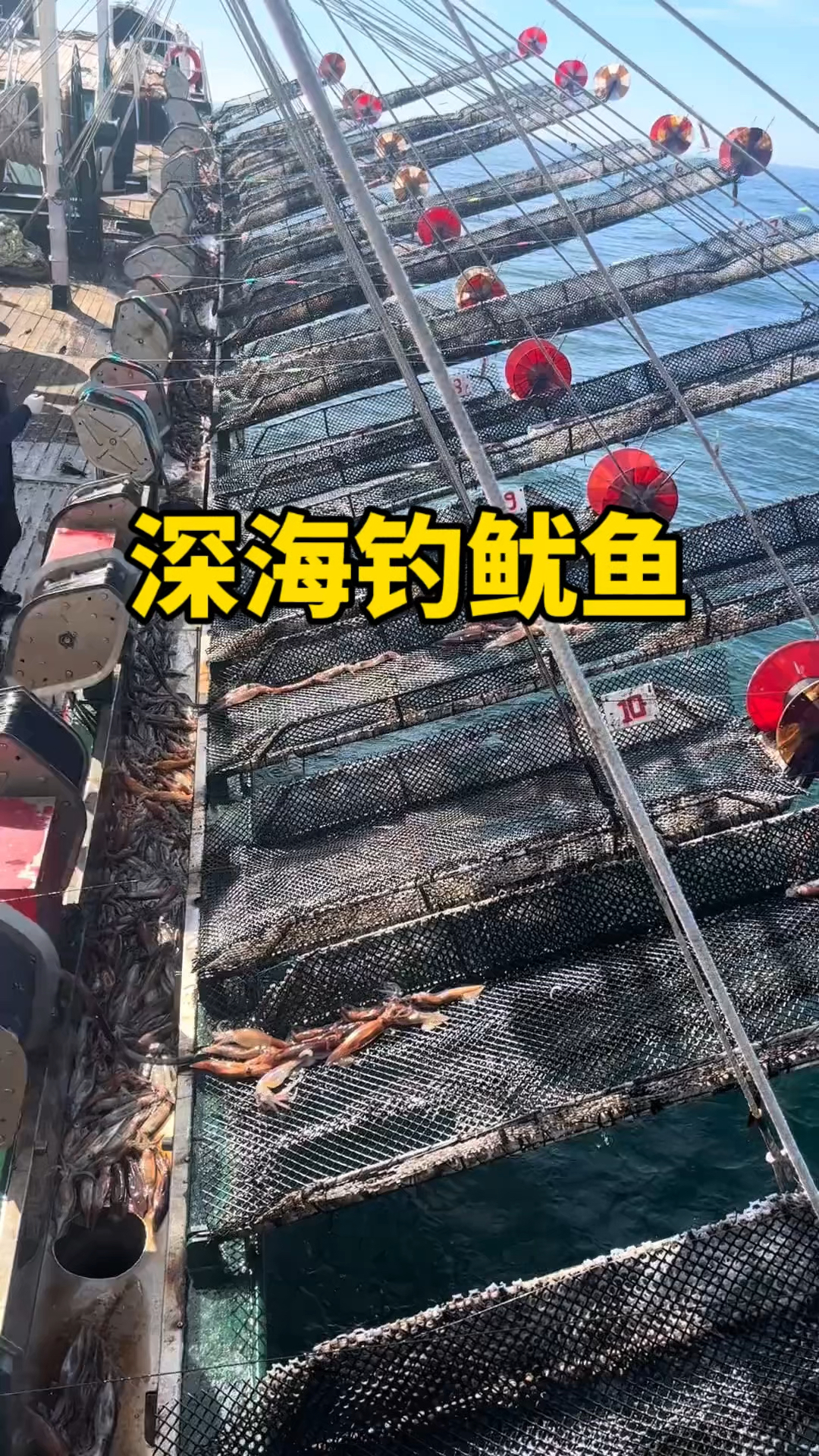 排着队上来的深海鱿鱼。