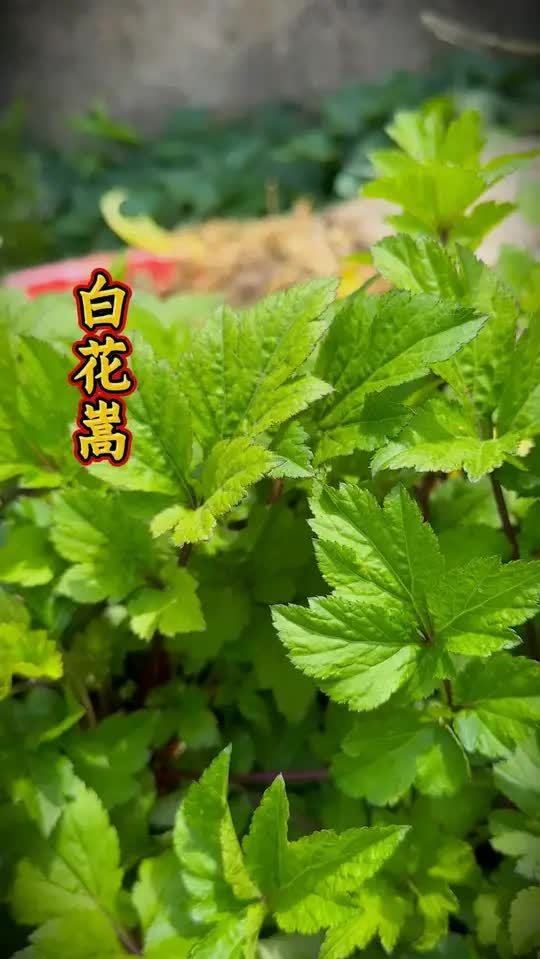 又叫珍珠花菜