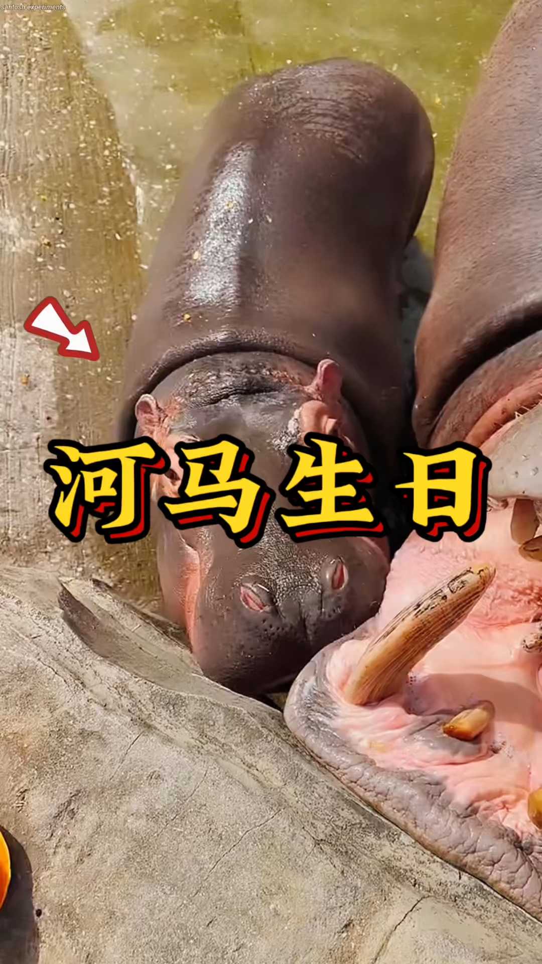 一岁小河马生日吃水果蛋糕，撒娇求抱抱的瞬间心都化了！